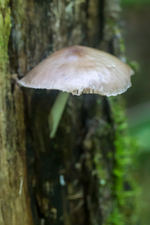 Branching Out in Highlands, North Carolina