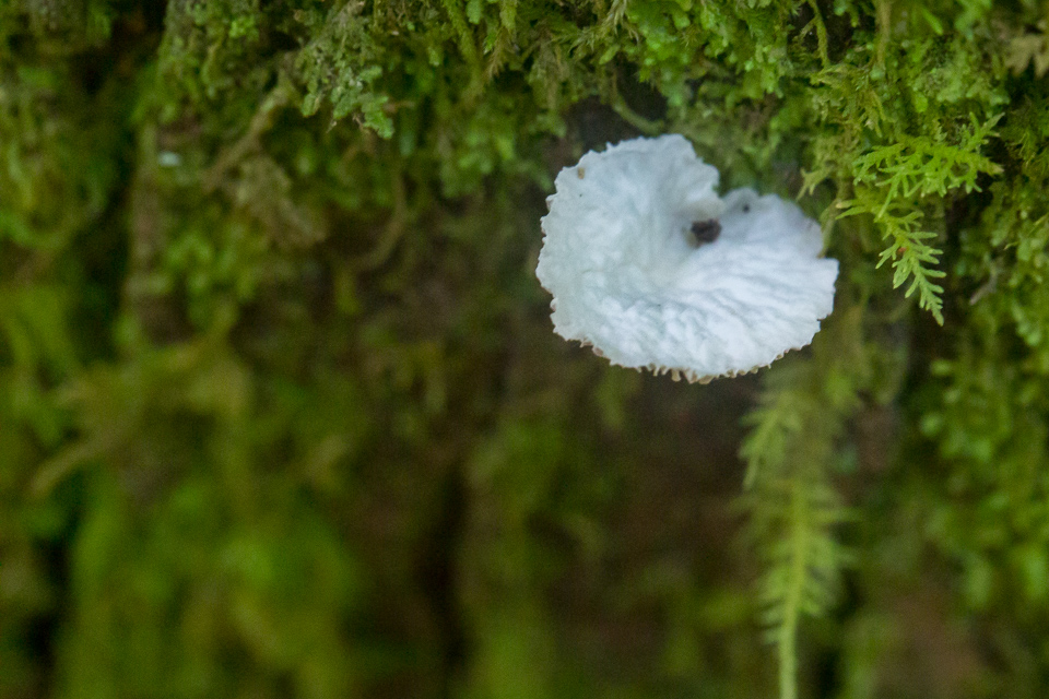 Small Fungus in Highlands, North Carolina