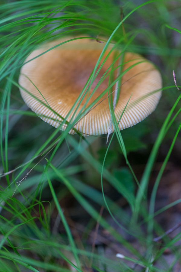 Hiding in the Grass in Highlands, North Carolina