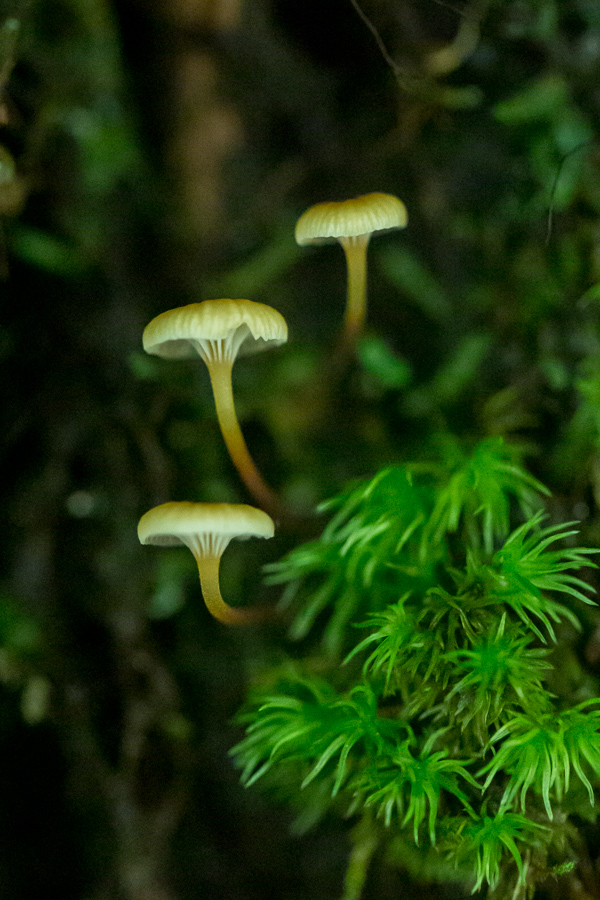 Three Fungus in Highlands, North Carolina