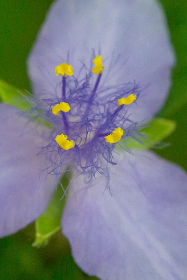 Hints of Yelloe in Highlands, North Carolina
