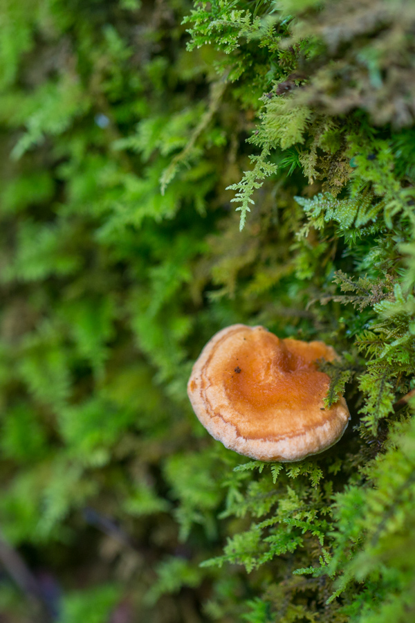 In a Sea of Green in Highlands, North Carolina