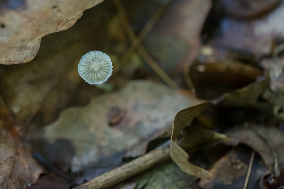 Translucent Umbrella in Highlands, North Carolina