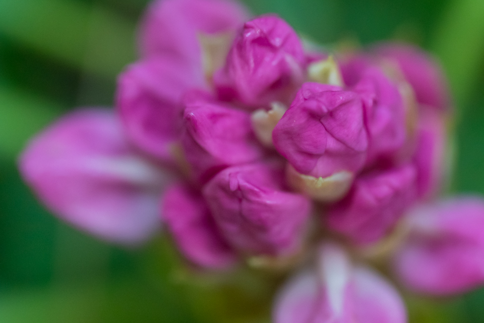 Rhododendron Color in Highlands, North Carolina