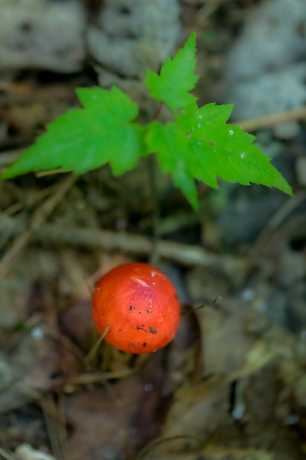 Cherry? in Highlands, North Carolina