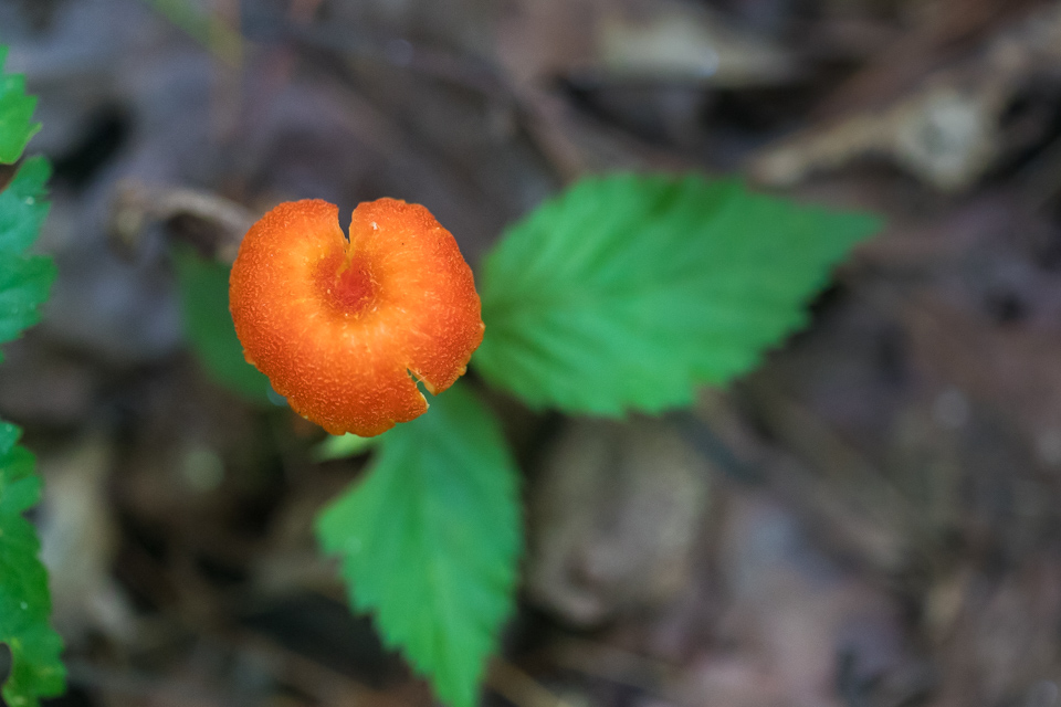 Orange Fungus in Highlands, North Carolina
