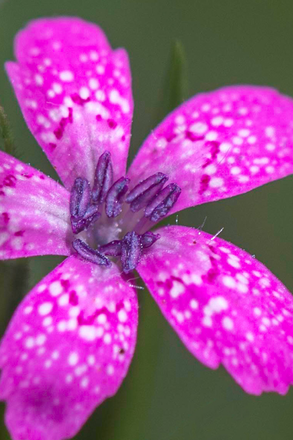 Deptford Pink in Highlands, North Carolina