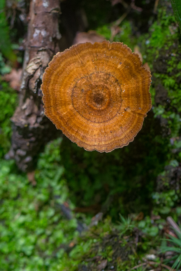 Tree Rings? in Highlands, North Carolina