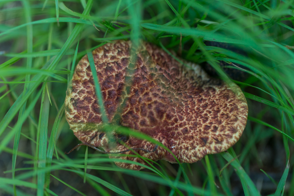 Camouflage Mushroom  in Highlands, North Carolina