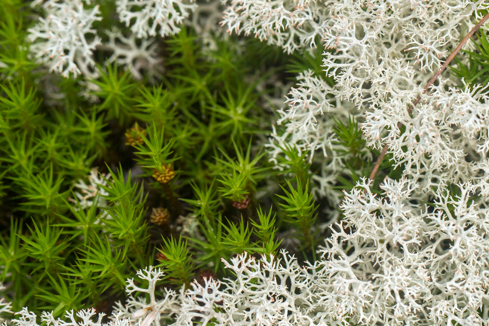 Moss and Lichen  in Highlands, North Carolina