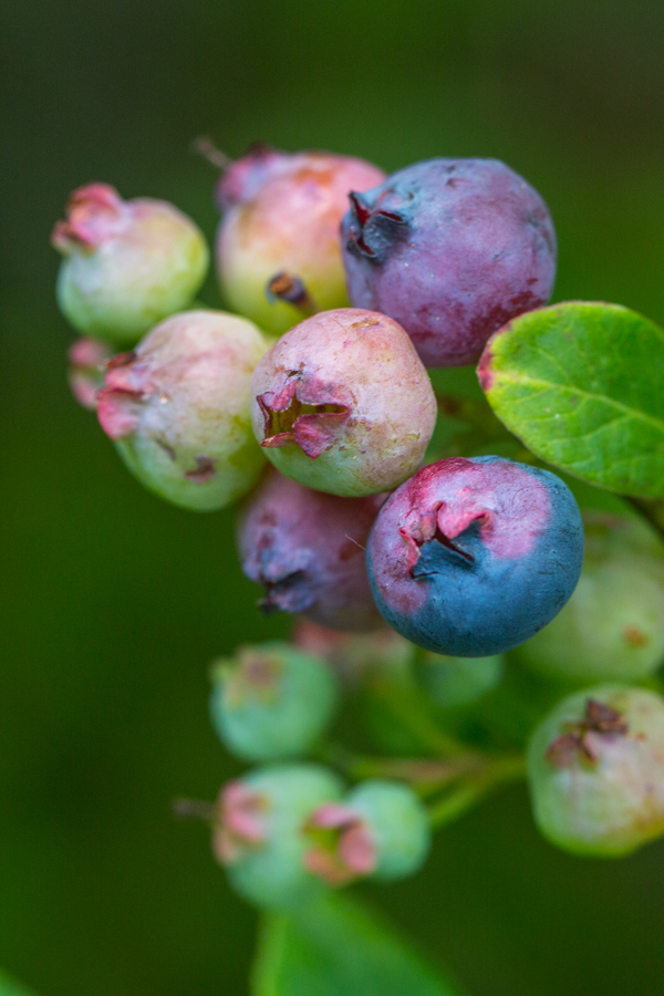 Berries in Highlands, North Carolina