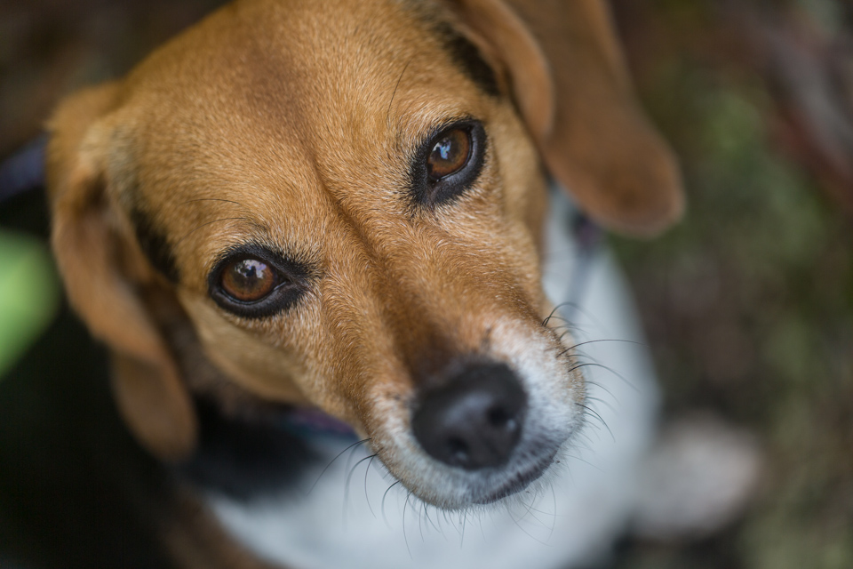 Pup in Highlands, North Carolina