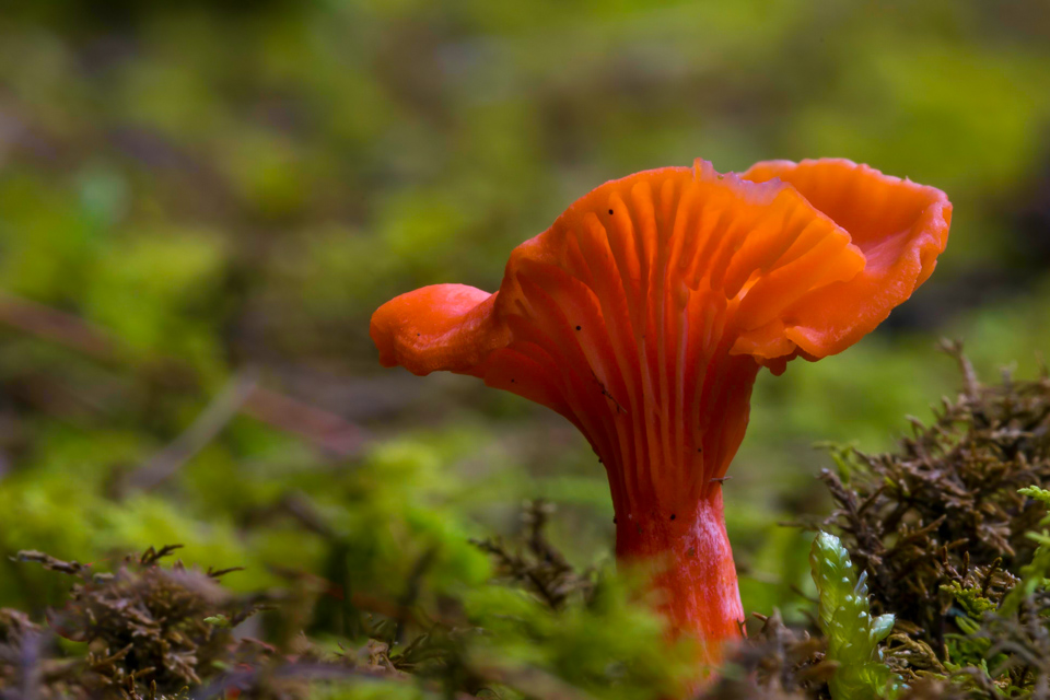 Under Orange in Highlands, North Carolina