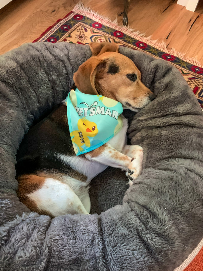 Sleeping Beagle in Highlands, North Carolina