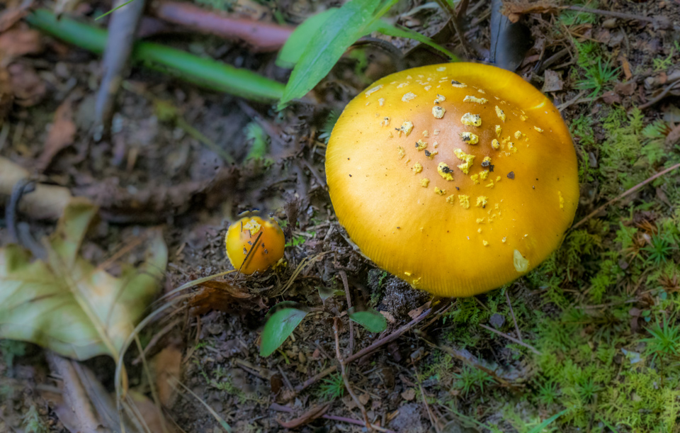 Golden 'Shroom in Highlands, North Carolina