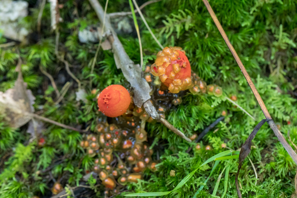 Alien Mushroom in Highlands, North Carolina