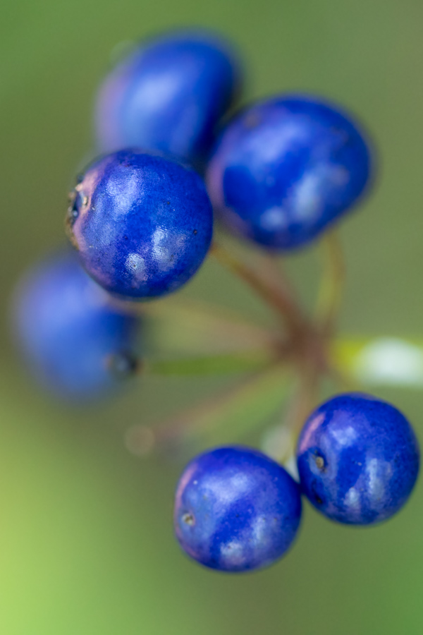 Not Blueberries in Highlands, North Carolina