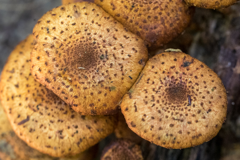 Bagel Mushroom  in Highlands, North Carolina