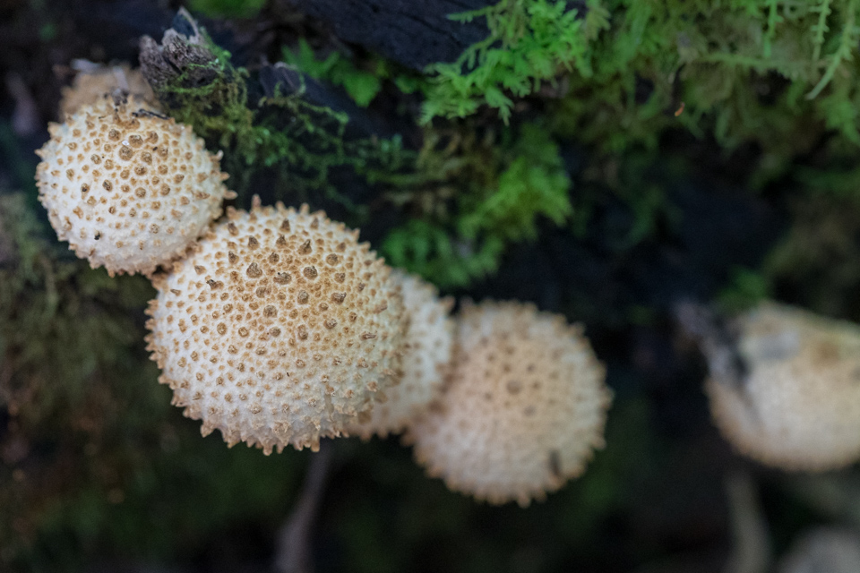 Spiked Balls in Highlands, North Carolina