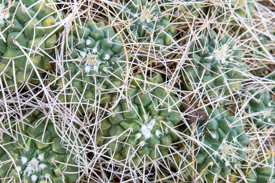 Spines, Everywhere, Spines in Phoenix, Arizona