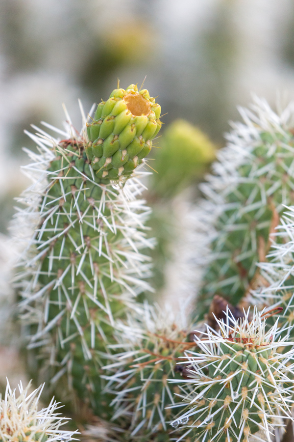Old Bud in Phoenix, Arizona