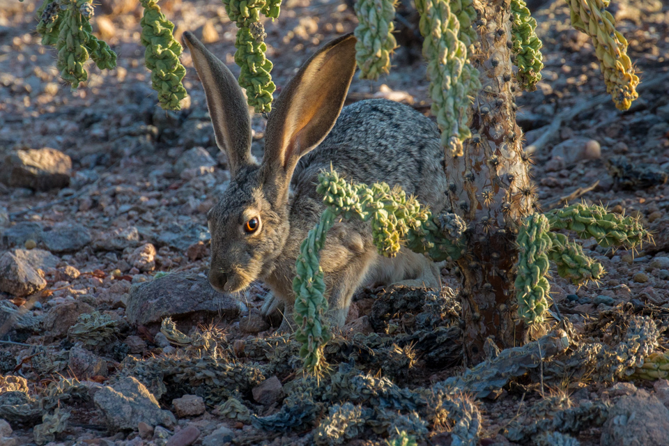 All Ears in Phoenix, Arizona
