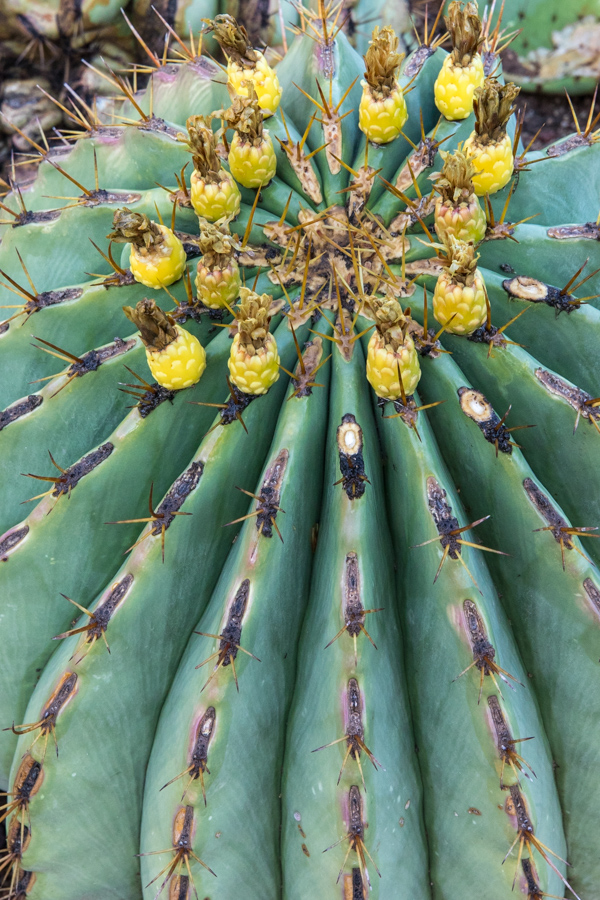 Fishhook Barrel  in Phoenix, Arizona