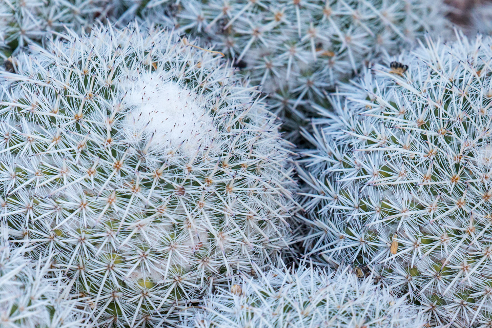 Snowballs in Phoenix, Arizona