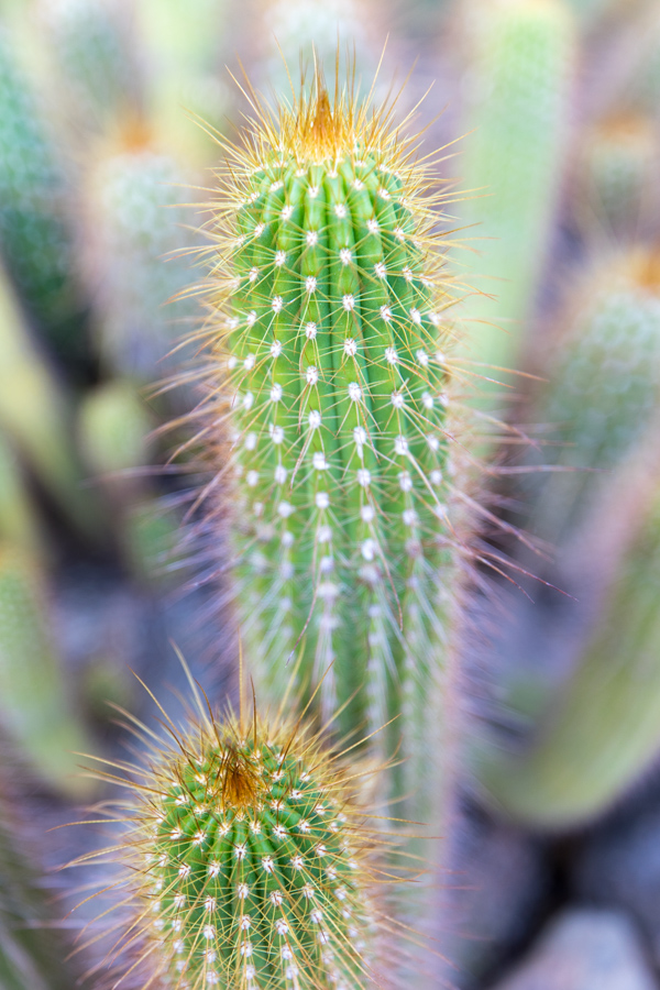 Torch Cactus in Phoenix, Arizona