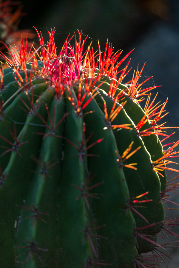 Red Spined in Phoenix, Arizona