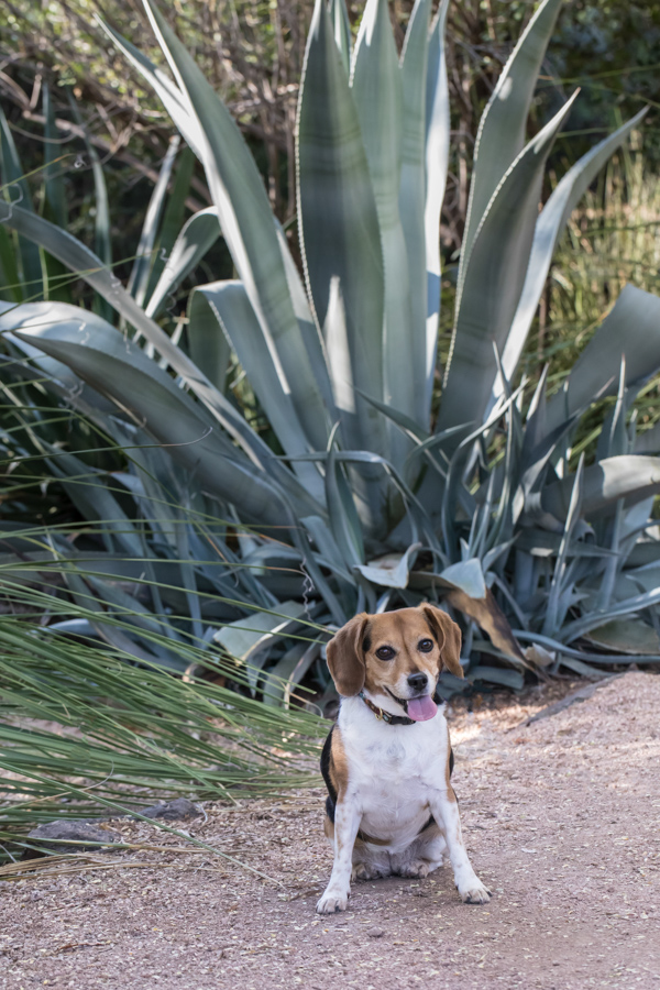 Riley and Yucca in Phoenix, Arizona