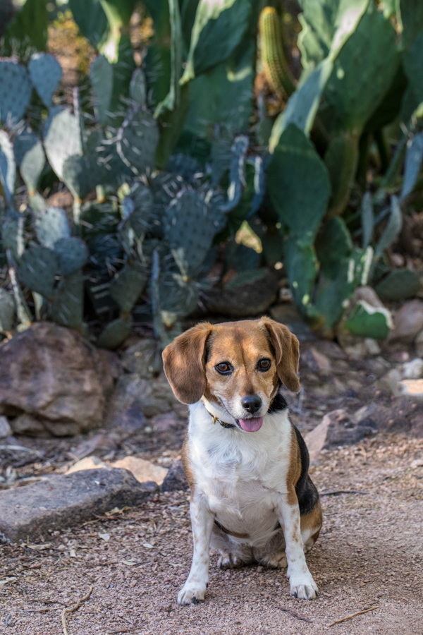 Cactus Pup in Phoenix, Arizona