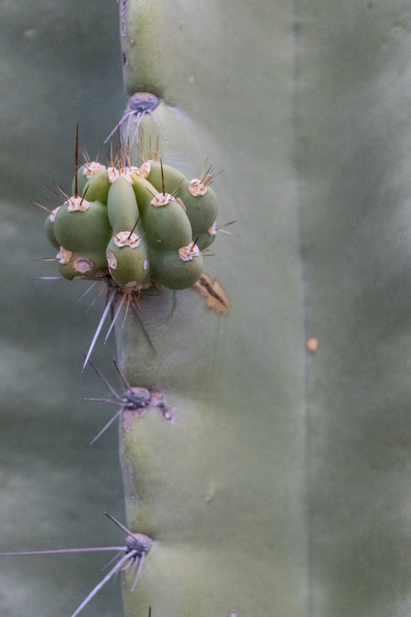 Little Arm in Phoenix, Arizona