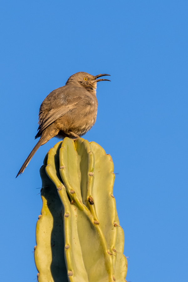 Singing Bird in Phoenix, Arizona