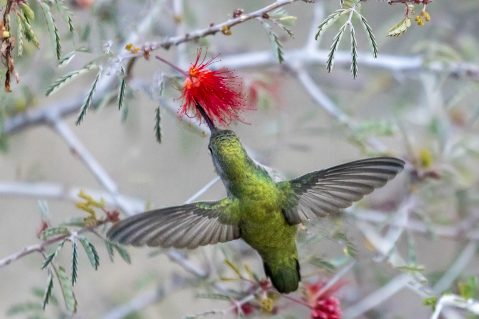 Green Feathers in Phoenix, Arizona