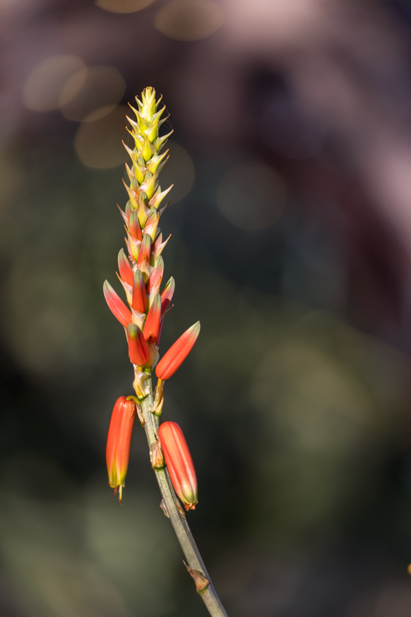 Aloe Blossom in Phoenix, Arizona