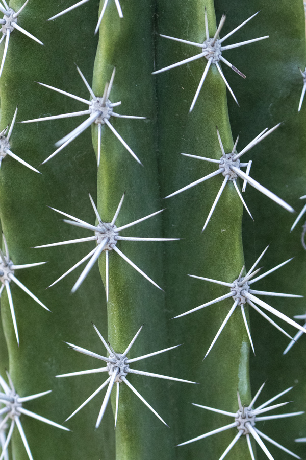 Stars in Phoenix, Arizona