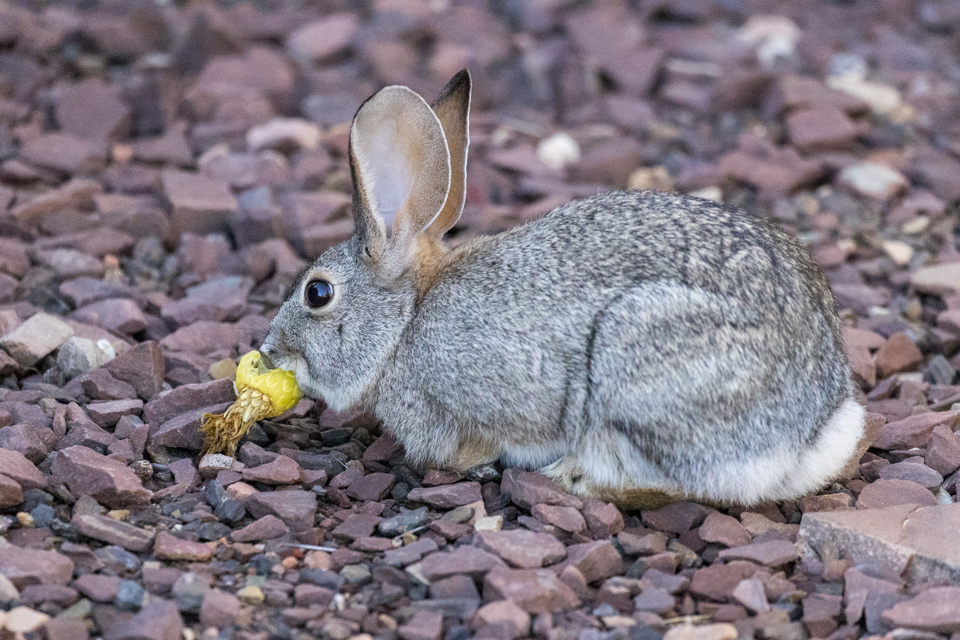 Cactus Meal in Phoenix, Arizona