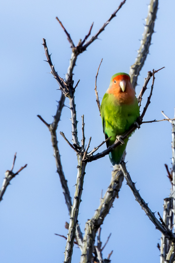 Rosy Faced Lovebird in Phoenix, Arizona