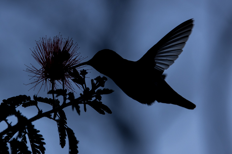 Black Hummingbird in Phoenix, Arizona