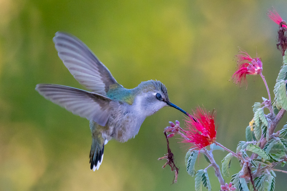 Fairy Lunch in Phoenix, Arizona