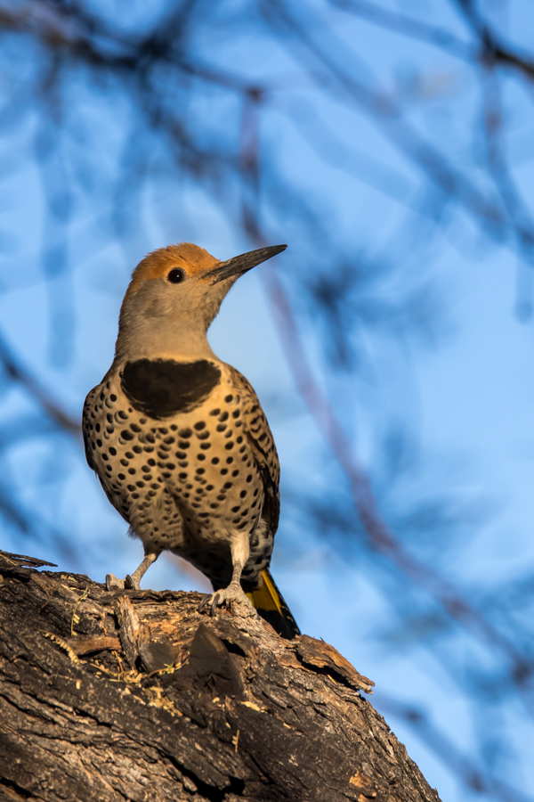 Gilded Flicker in Phoenix, Arizona