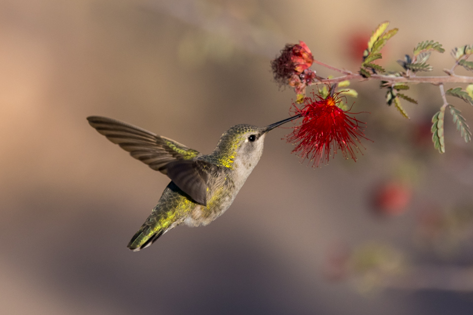 Hummingbird Feeding in Phoenix, Arizona