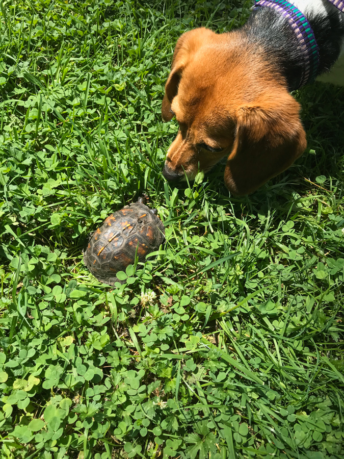 Turtle Encounter  in Highlands, North Carolina