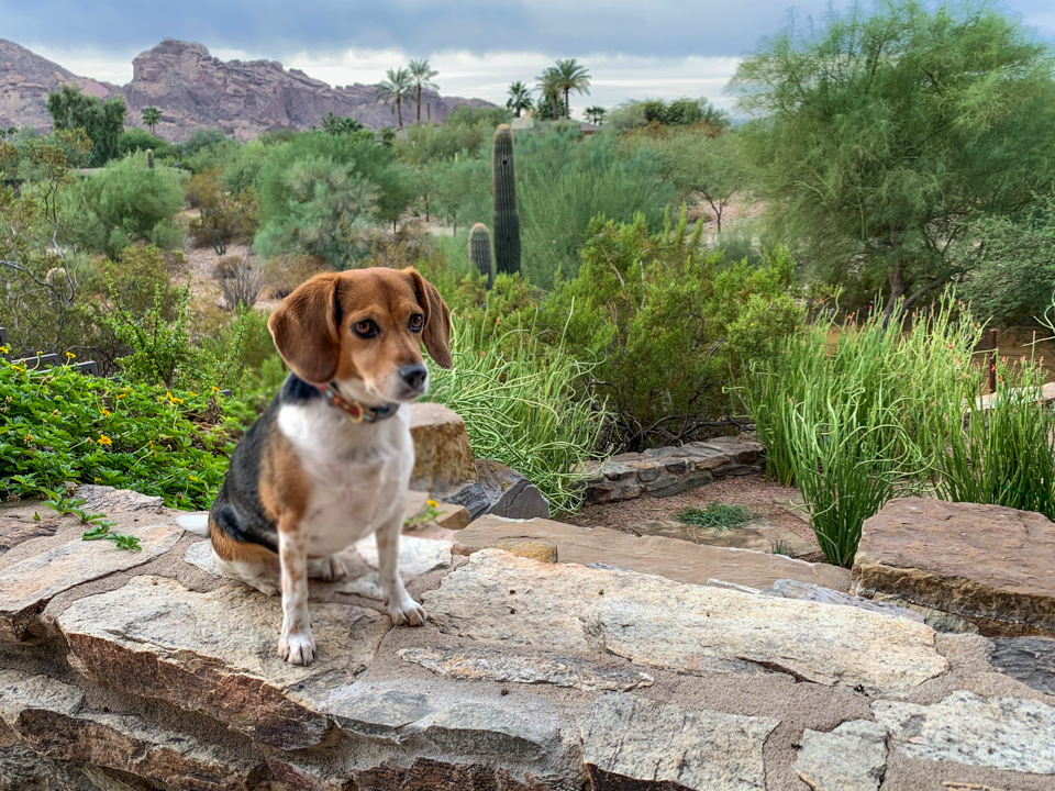 On Watch in Phoenix, Arizona