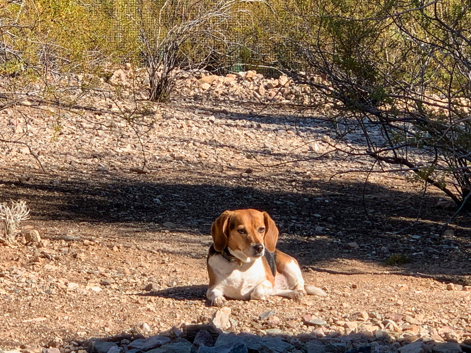 Sunbath in Phoenix, Arizona