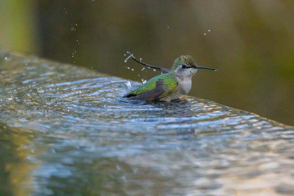 Bird Bath in Phoenix, Arizona