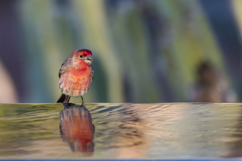 House Finches in Phoenix, Arizona