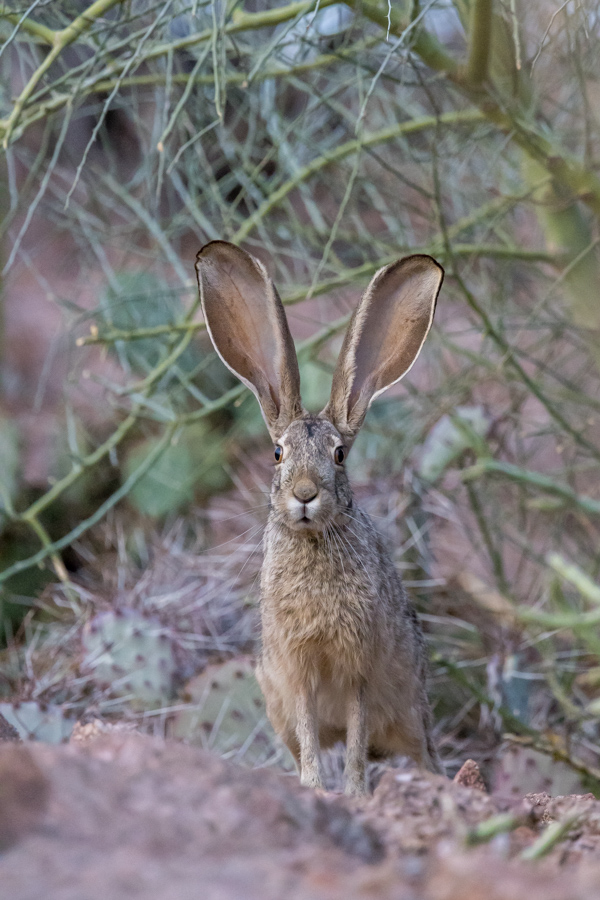Big Ears in Phoenix, Arizona