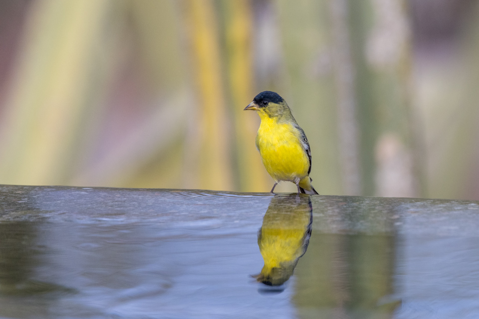 Goldfinch Reflection in Phoenix, Arizona